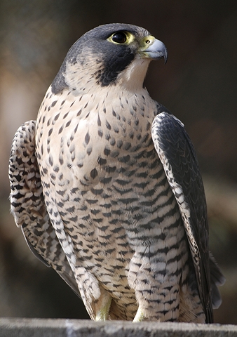 Falco peregrinus